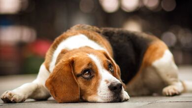 Sad Dog Lying on Road