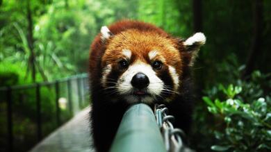 Sad Red Panda Lying