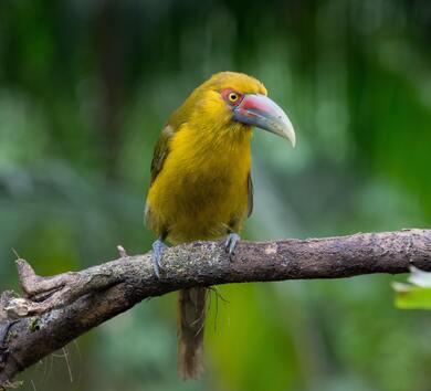 Saffron Toucan Bird Sitting on Tree Branch