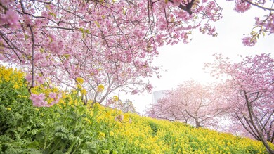 Sakura Nature Beautiful 4K