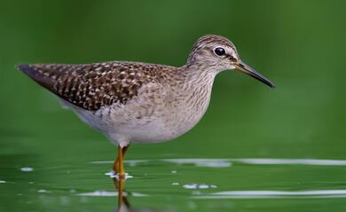 Sandpiper Bird Standing in Water