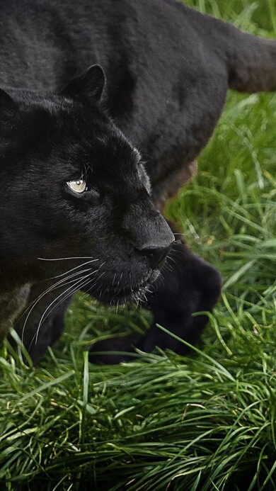 Scary Black Panther