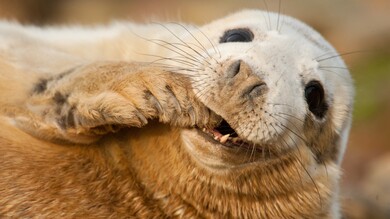 Sea Lion Animal Close Up Photo