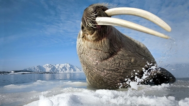 Sea Lion with Big Teeth in Snowy Sea