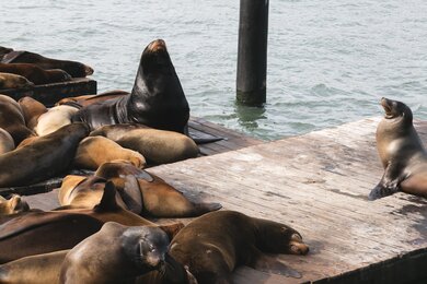 Sea Lions on Dock