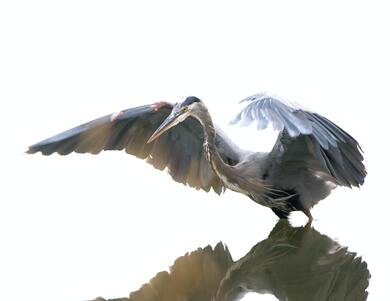 Seabird Flying Pic