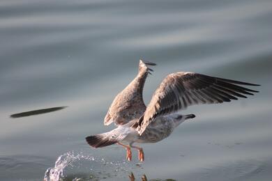 Seagull Bird Flying 4K Photography