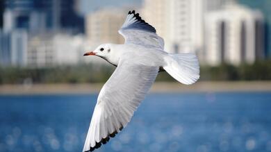 Seagull Bird Flying 4K Wallpapers