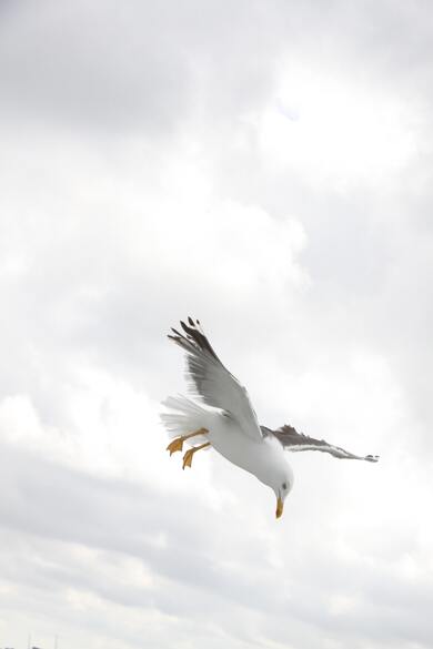 Seagull Bird Flying Photo