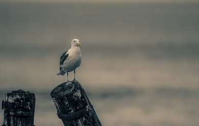 Seagull Bird HD Image