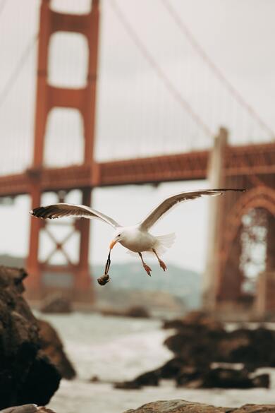 Seagull Bird is Flying