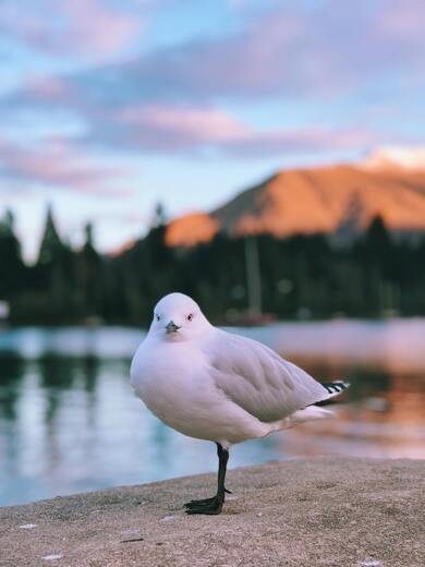 Seagull Bird Mobile Picture