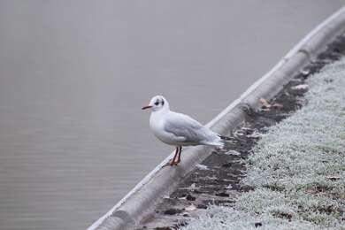 Seagull Bird Near A Water Body