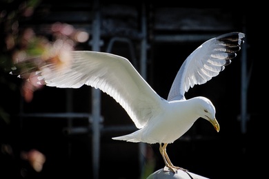 Seagull Bird Wallpaper