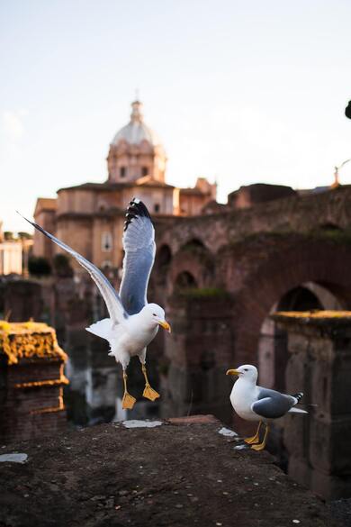 Seagull Birds HD Photo