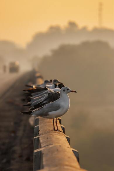 Seagull Birds in Line