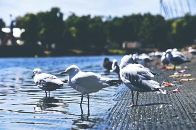 Seagull Birds Near Lake Ultra HD