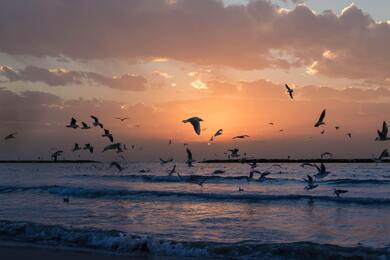 Seagull Birds on Sea During Sunset