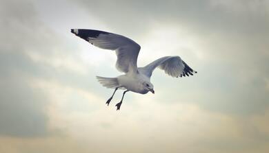 Seagull Flying 4K Photography
