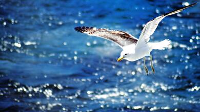 Seagull Flying on Sea