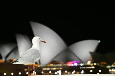 Seagull Standing 5K Photo