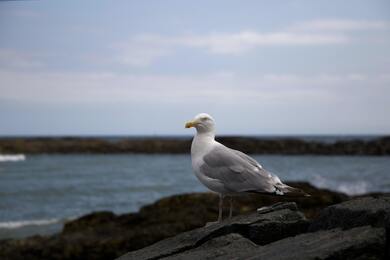 Seagull Standing on Rock Near Sea