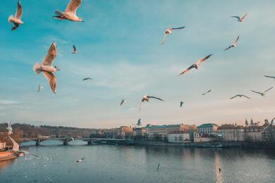 Seagulls Flying Above River