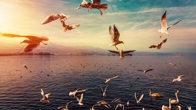 Seagulls Group Flying in Sky