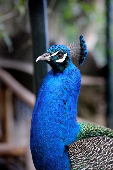 Selective Focus Peacock Mobile Wallpaper