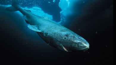 Shark Fish in Sea HD Image