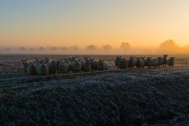 Sheep Group on Farm in Morning