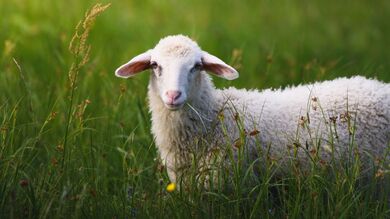 Sheep Standing on Grass