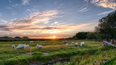Sheep With Beautiful Sky During Sunrise