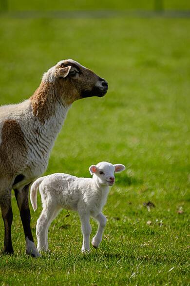 Sheep with Cute Baby Walking on Grass