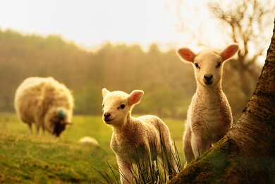 Sheeps Child Ultra HD Animal Photo