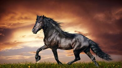 Shinning Pure Black Horse HD Wallpaper