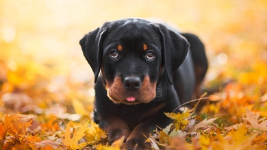 Short Coated Black Rottweiler HD Wallpaper