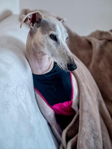 Short Coated Gray Dog on Sofa