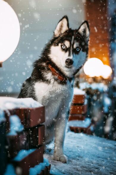 Siberian Husky Ultra HD Mobile Wallpaper