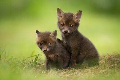 Sibling Fox Baby Photo