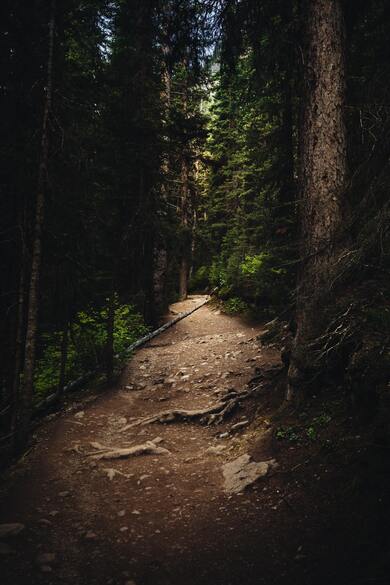 Silent Path at Night in Jungle