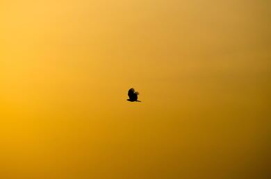 Silhouette Of Bird Flying During Sunset