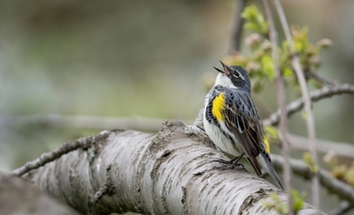 Singing Bird Sparrow HD Wallpaper