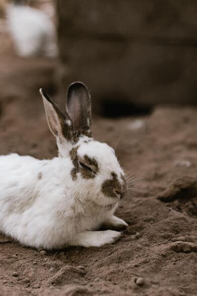 Sleeping Rabbit Baby