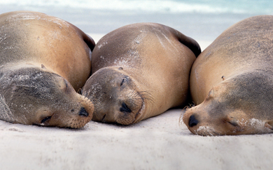 Sleeping Sea Lions