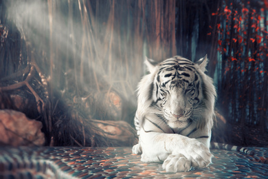 Sleeping White Tiger