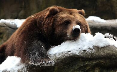 Sleepy Bear Animal Photo