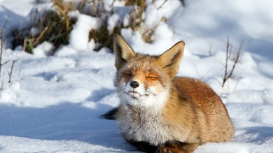 Sleepy Fox Pic