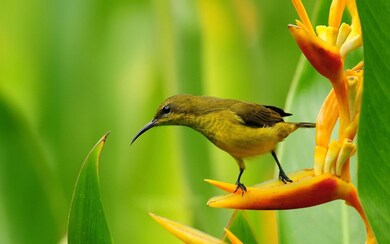 Small Bird Hummingbird Sitting On Flower