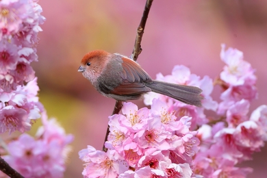 Small Bird Sparrow Sitting On Tree Branch